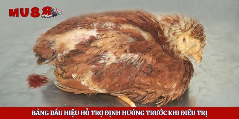 Cách Trị Hen Xuyển Ở Gà Hiệu Quả Và Hạn Chế Tái Phát 5 Bảng dấu hiệu hỗ trợ định hướng trước khi điều trị