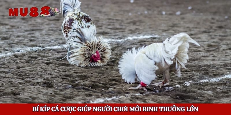 Bí kíp cá cược giúp  người chơi mới rinh thưởng lớn