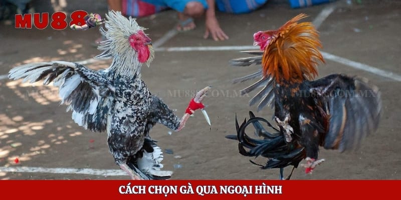 Cách chọn gà qua ngoại hình