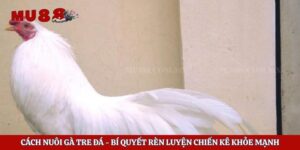 Cách Nuôi Gà Tre Đá - Bí Quyết Rèn Luyện Chiến Kê Khỏe Mạnh