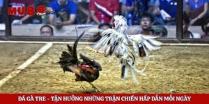 Đá gà tre - Tận Hưởng Những Trận Chiến Hấp Dẫn Mỗi Ngày