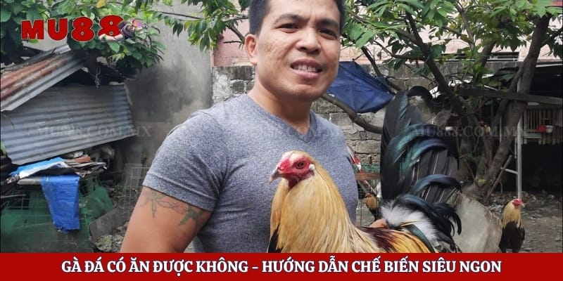 Gà Đá Có Ăn Được Không - Hướng Dẫn Chế Biến Siêu Ngon