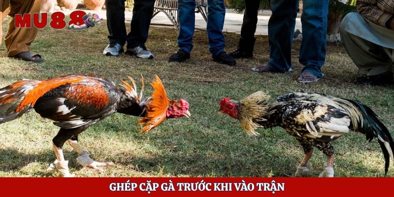 Ghép cặp gà trước khi vào trận