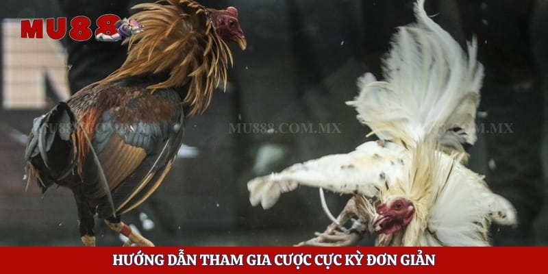 Hướng dẫn tham gia cược cực kỳ đơn giản