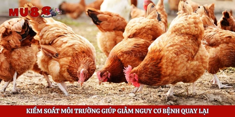 Cách Trị Hen Xuyển Ở Gà Hiệu Quả Và Hạn Chế Tái Phát 6 Kiểm soát môi trường giúp giảm nguy cơ bệnh quay lại