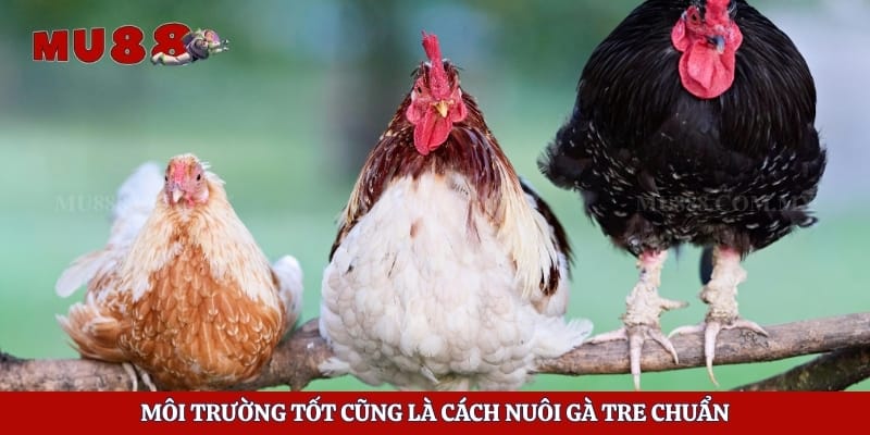 Môi trường tốt cũng là cách nuôi gà tre chuẩn