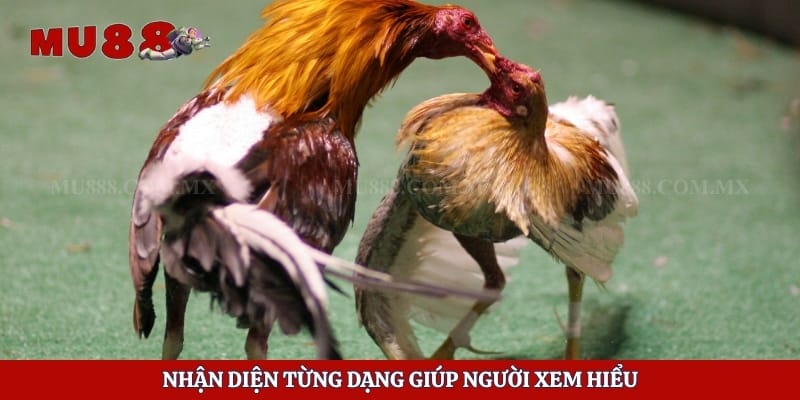 Nhận diện từng dạng giúp người xem hiểu