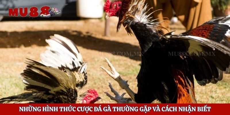 Những hình thức cược đá gà thường gặp và cách nhận biết