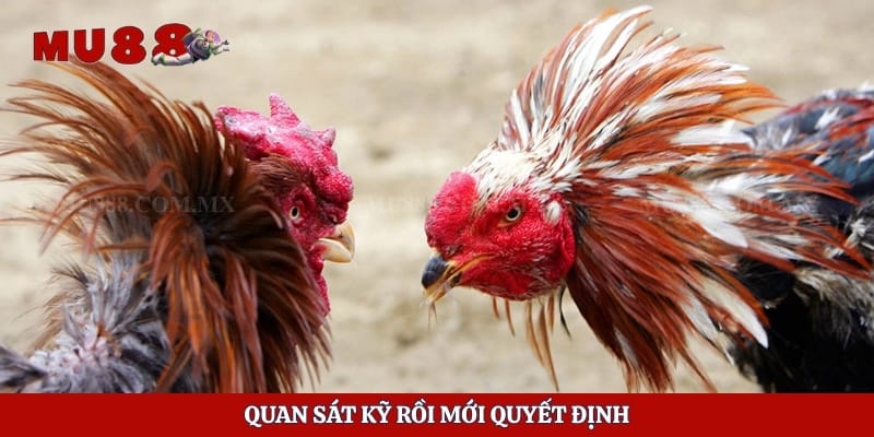 Quan sát kỹ rồi mới quyết định