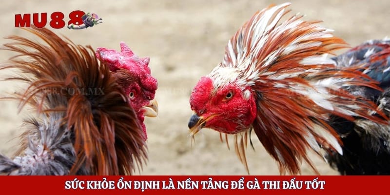 Sức khỏe ổn định là nền tảng để gà thi đấu tốt
