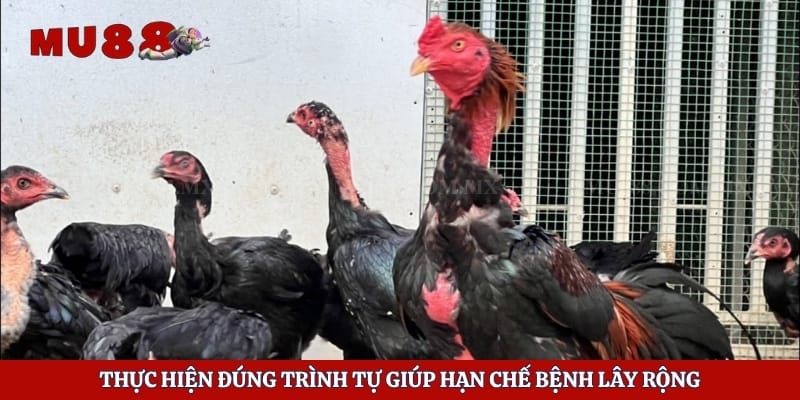 Cách Trị Hen Xuyển Ở Gà Hiệu Quả Và Hạn Chế Tái Phát 3 Thực hiện đúng trình tự giúp hạn chế bệnh lây rộng