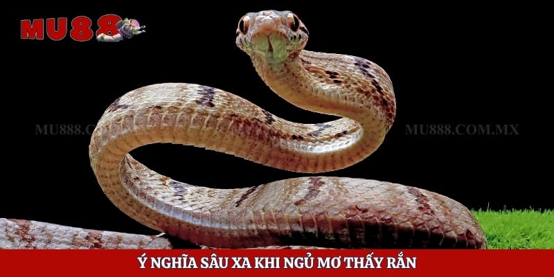 Ý nghĩa sâu xa khi ngủ mơ thấy rắn